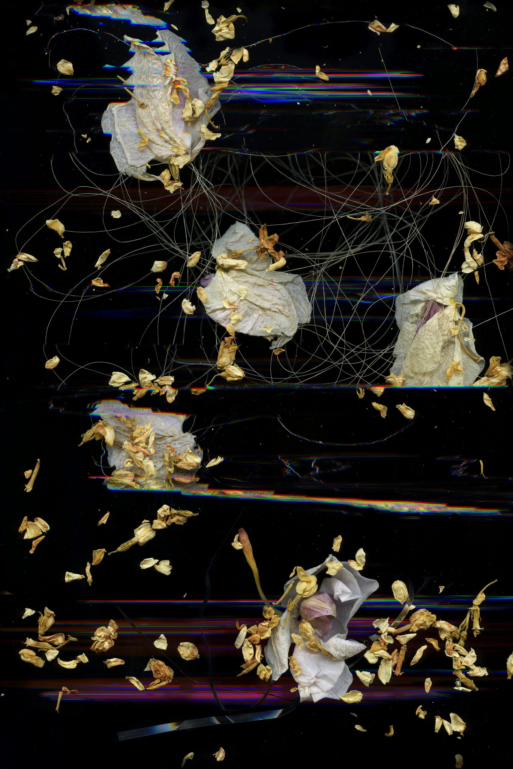 Dried white orchid petals, yellow jasmine buds, and off-white threads are artfully scattered as if floating in space in the foreground of this vertically-oriented digital print. The black background is intermittently disrupted by bands of blue, white, and pink digital disruptions that recall both a sunset and a flatbed scanner error.