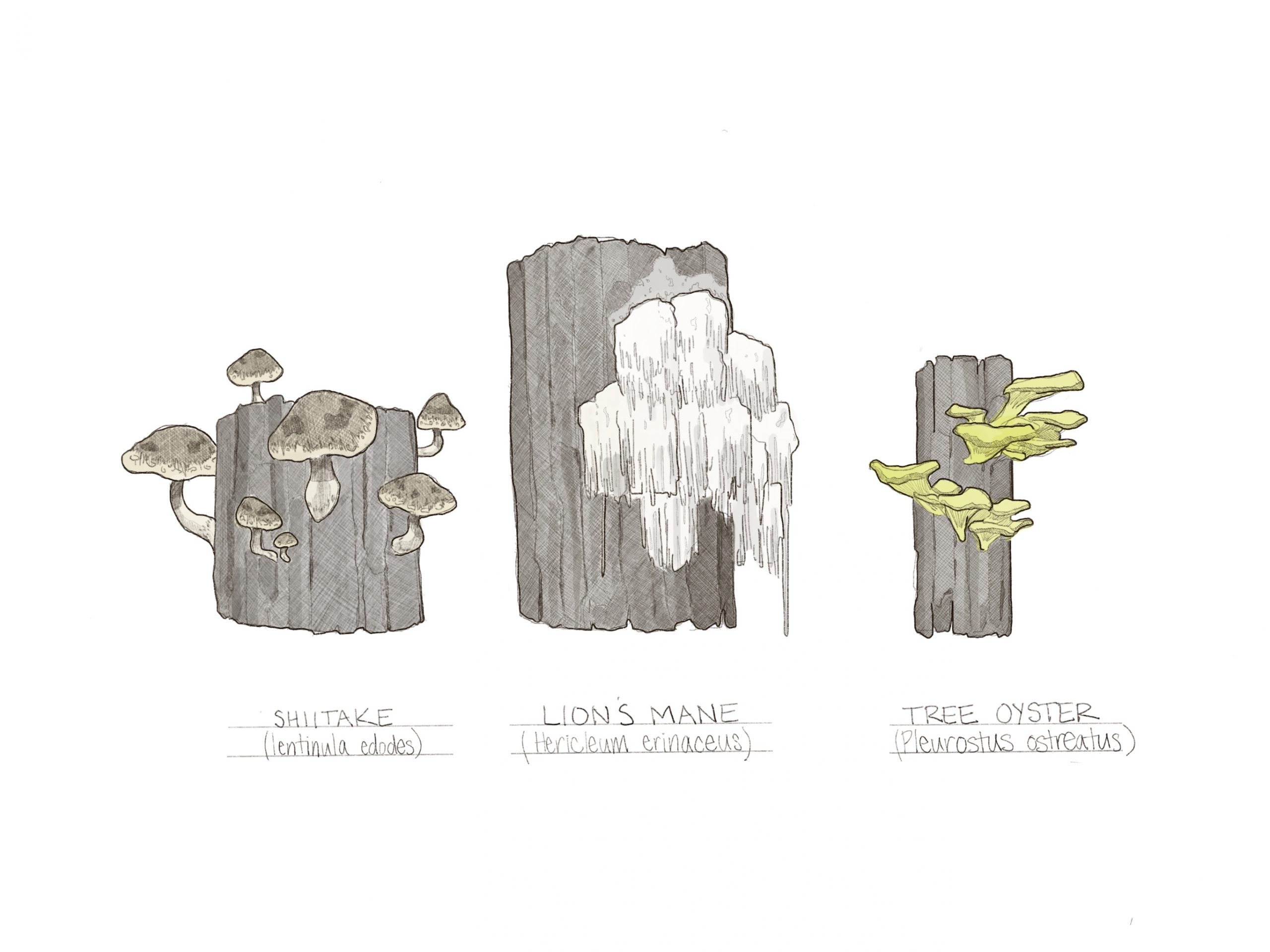 In this digital drawing by Mia Matlock, three varieties of mushroom--shitake, lion’s mane, and tree oyster--are illustrated next to each other growing on gray tree stump forms. The page is left white, and each mushroom is drawn using pencil tool contour lines with cross-hatched shadows to emphasize texture and planar shifts. Seven tan shitake mushrooms in a variety of sizes have whimsical caps. The lion’s mane is a white cascade mass that looks like icicles. The tree oyster is a slight yellow-green and its form resembles a cluster of shelving. Under each drawing is the handwritten common name and below that is the scientific name (Lentinula edodes, Hericium erinaceus, Pleurotus ostreatus respectively).